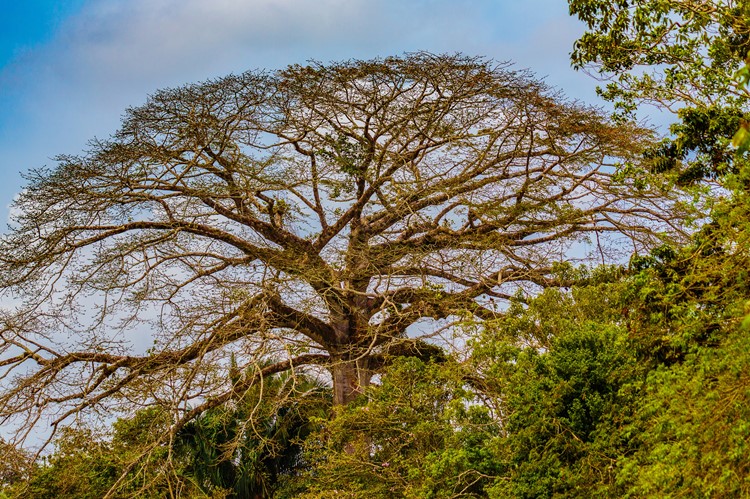 Olifantsoorboom of Guanacaste boom, Costa Rica